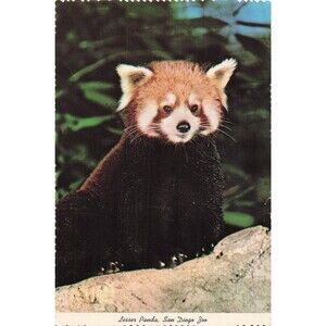 Postcard Vintage Red Panda Lesser Panda San Diego CA Zoo Animal scalloped border